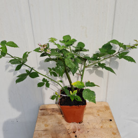 Plant de mûre  Smoothsthem (Pot 2L)