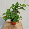 Plant de mûre Triple Crown (Pot 2L)