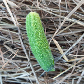 Cornichon Diamant F1 Bio