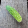 Cornichon Diamant F1 Bio
