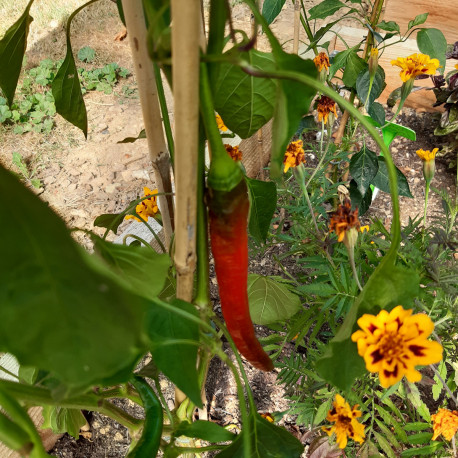 Piment Sumher F1 Piment Sumher F1