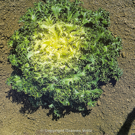 Chicorée Frisée Clara au cœur jaune