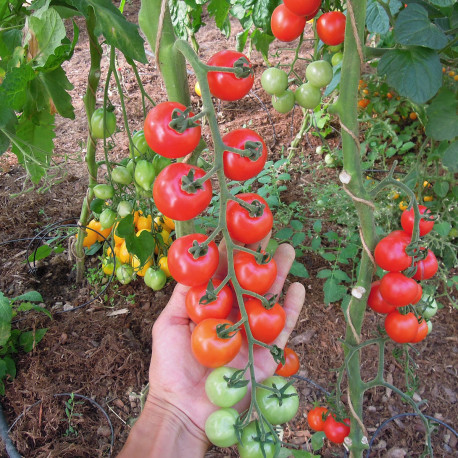 Graines de Tomate Kozula 14.1 à semer au potager