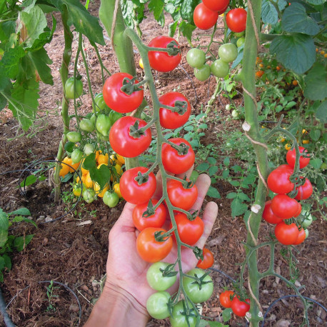 Tomate Consuelo F1