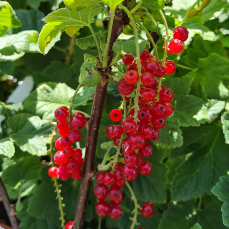 Plant de groseillier Augustus (Pot 2 L)