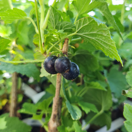 Plant de cassis Ebony (Pot 2 L)