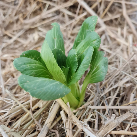 Chou pak choi Shun Li Choi F1