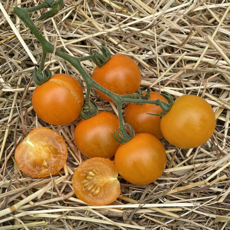 Tomate Aprikola F1