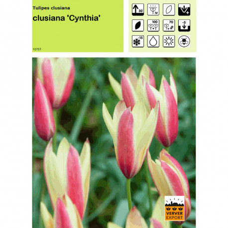 Tulipe clusiana Cynthia