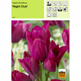 Tulipe Night Club