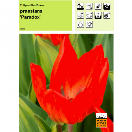Tulipe Praestans Paradox