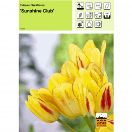 Tulipe Sunshine Club
