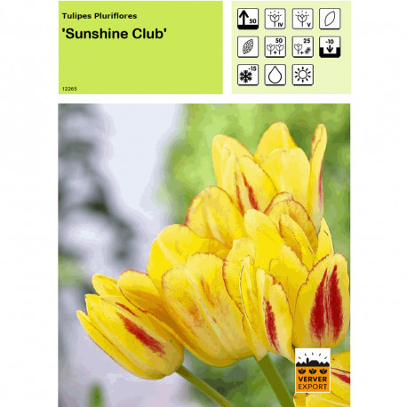 Tulipe Sunshine Club