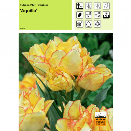 Tulipe Aquilla