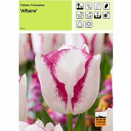 Tulipe Affaire