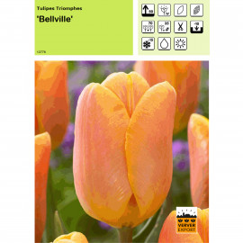 Tulipe Bellville