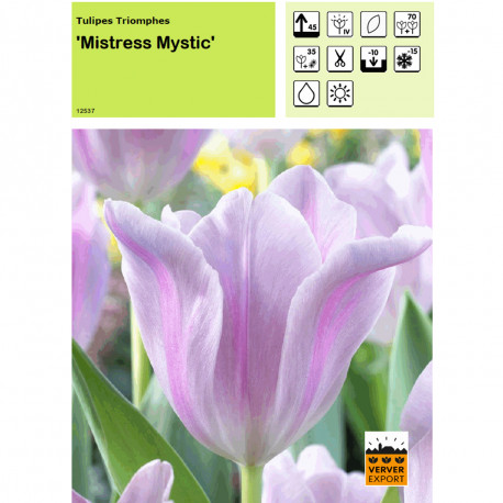 Tulipe Mistress Mystic