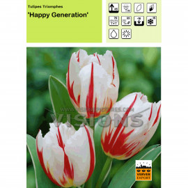 Tulipe Happy Generation