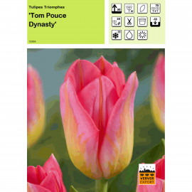 Tulipe Tom Pouce Dynasty