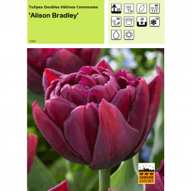 Tulipe Alison Bradley