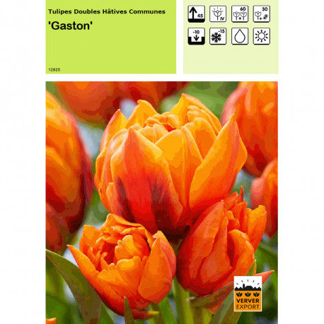 Tulipe Gaston