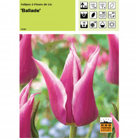 Tulipe Ballade