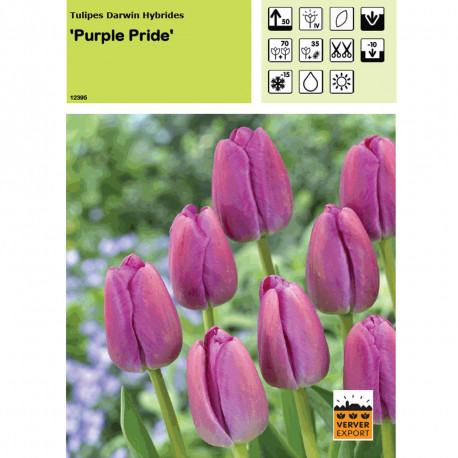 Tulipe Purple Pride