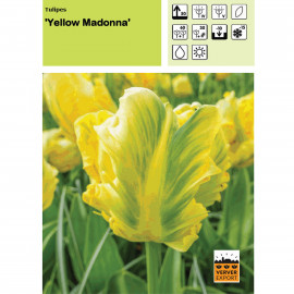 Tulipe Yellow Madonna
