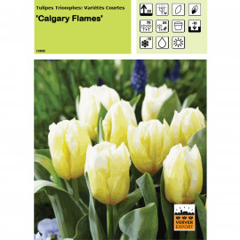 Tulipe Calgary Flames