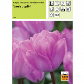 Tulipe Janis Joplin