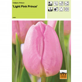 Tulipe Light Pink Prince