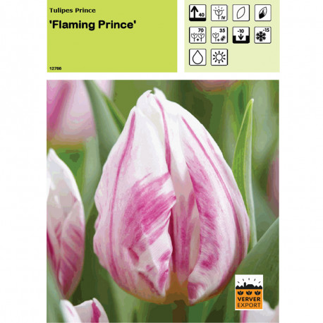Tulipe Flaming Prince