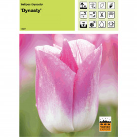 Tulipe Dynasty
