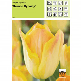 Tulipe Salmon Dynasty