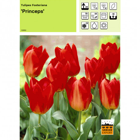 Tulipe Princeps