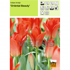 Tulipe Oriental beauty