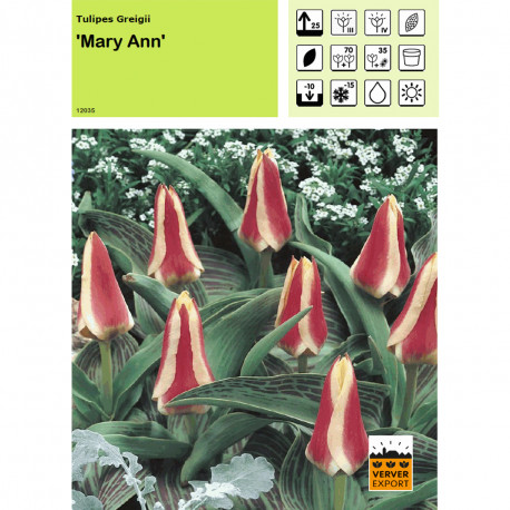 Tulipe Mary Ann
