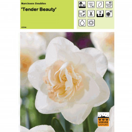 Narcisse Tender Beauty