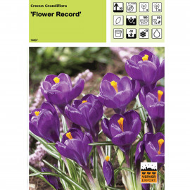 Crocus Flower Record