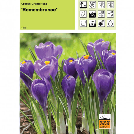 Crocus Remembrance