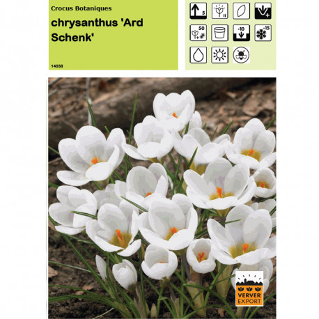 Crocus Ard Schenk