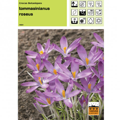 Crocus Tommasinianus roseus