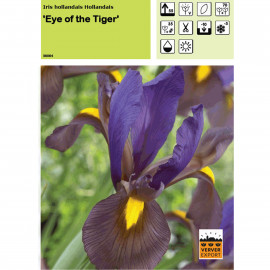 Iris Eye of the Tiger