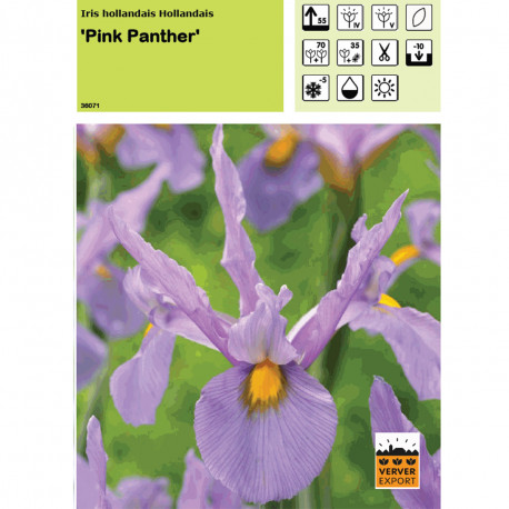 Iris Pink Panther