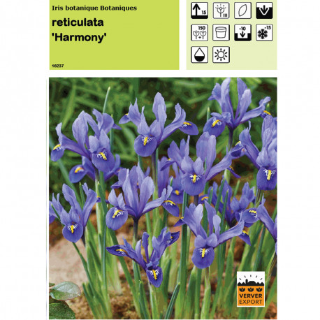 Iris Reticulata Harmony