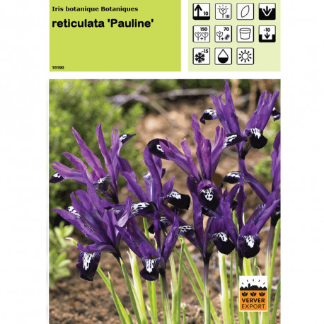 Iris Reticulata Pauline