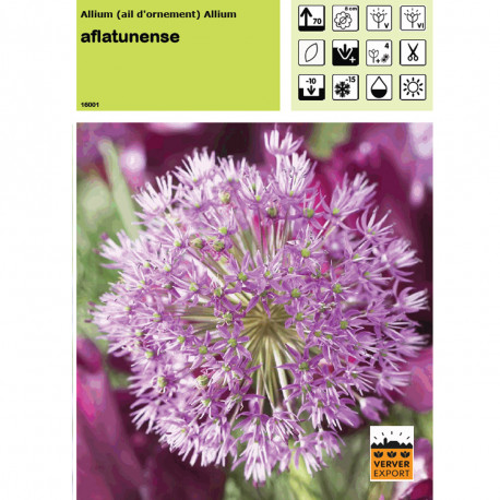 Ail d'ornement aflatunense (allium)