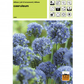 Ail d'ornement caeruleum (allium)