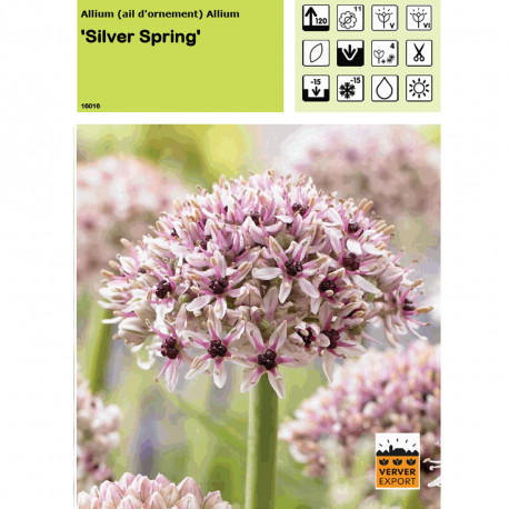 Ail d'ornement Silver Spring (allium)