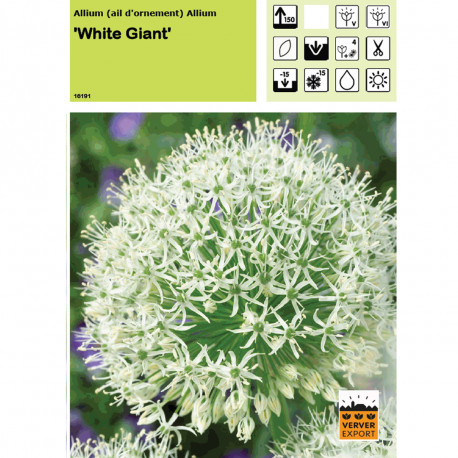 Ail d'ornement White Giant (allium)